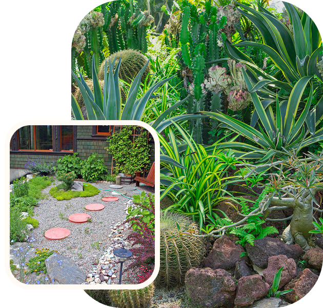 Desert garden with path and succulents.